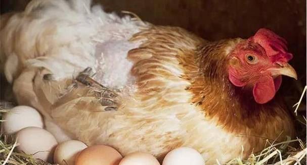 周公解梦见母鸡在床上下蛋 母鸡跑到床上下蛋是什么预兆